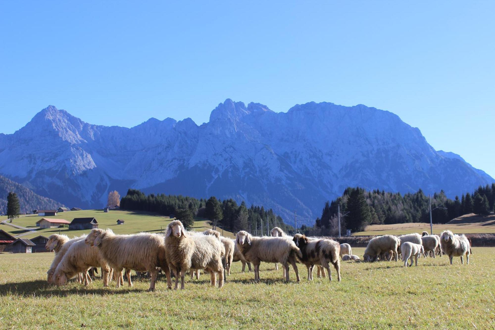 Karwendelblick