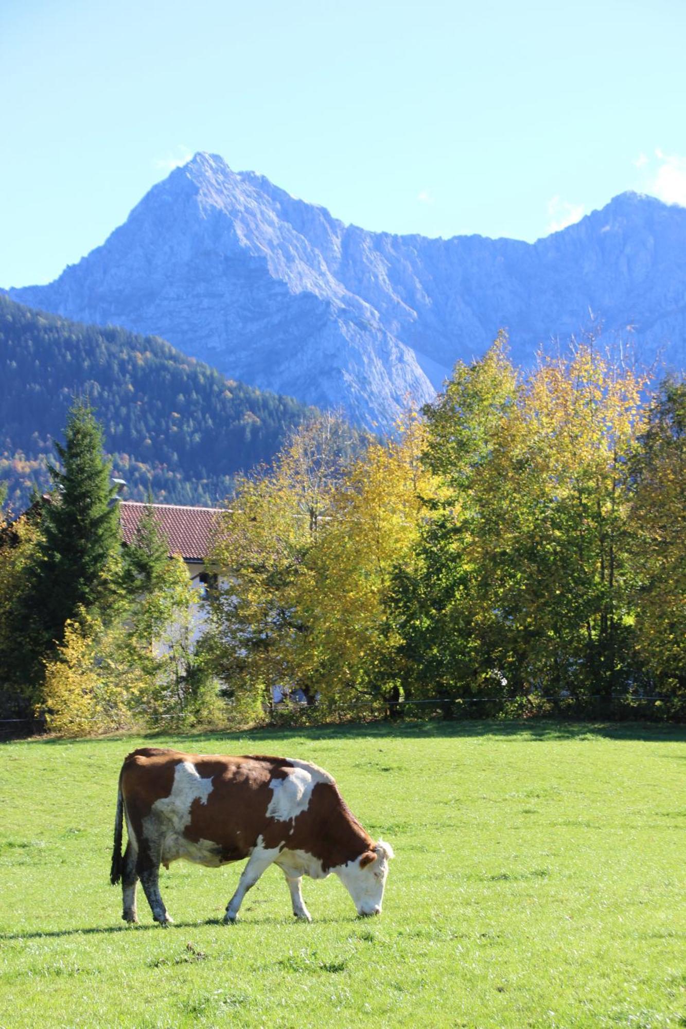 Karwendelblick * Mittenwald